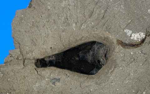 Каракатицы оказались сторонниками чернил стародавнего образца