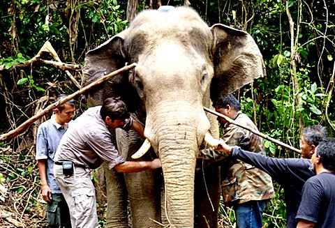 В Малайзии будут по GPS следить за слонами