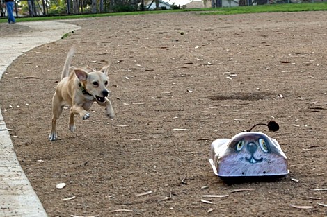 Go-Go Dog Pals: игрушки с дистанционным управлением, предназначенные для тренировки вашей собаки.