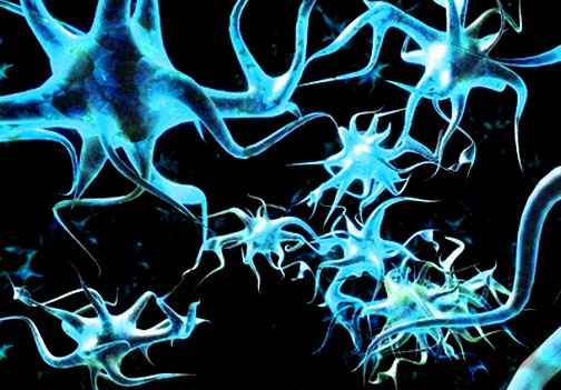 Нейроны-близнецы были обнаруженны в коре головного мозга