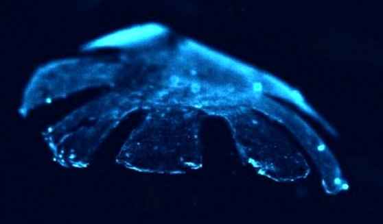 Ученые создали  медузоноида - крыса и медуза в одном теле