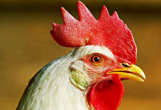 Гены курицы могут защитить от рака
