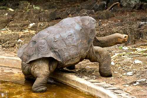 Известный гигант Галапагосские черепахи-Должны ли мы клонировать Одинокого Джорджа?