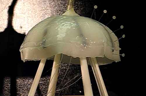 Ученые собрали медузу из силикона и мускульных клеток сердца