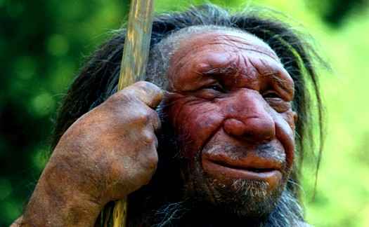 Неандертальцы использовали лекарственные растения для самолечения