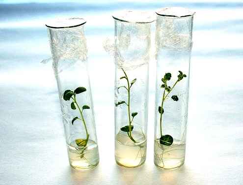 Ученые Приморья клонируют редкие растения