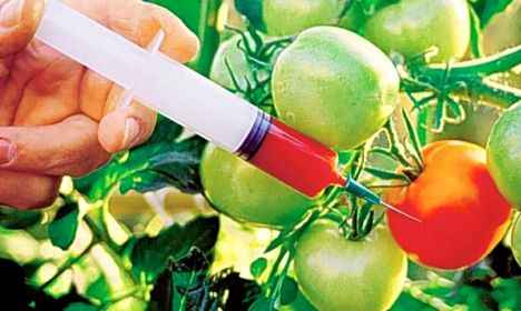 ГМО подозревается в разрушительной волоконной болезни