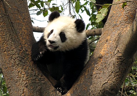 Ученые изучают антибиотик в крови гигантских панд