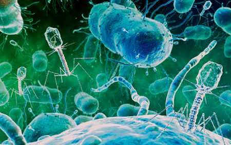 Ученые открыли благотворные вирусы - бактериофаги