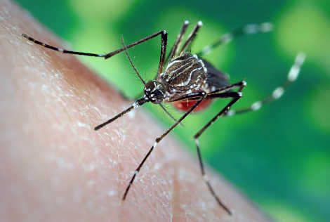 Ученые определили кого любят кусать комары