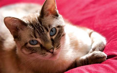 Ученые открыли лекарство для борьбы с аллергией на котов