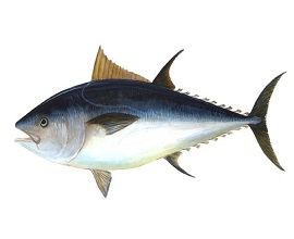 Bluefin-big