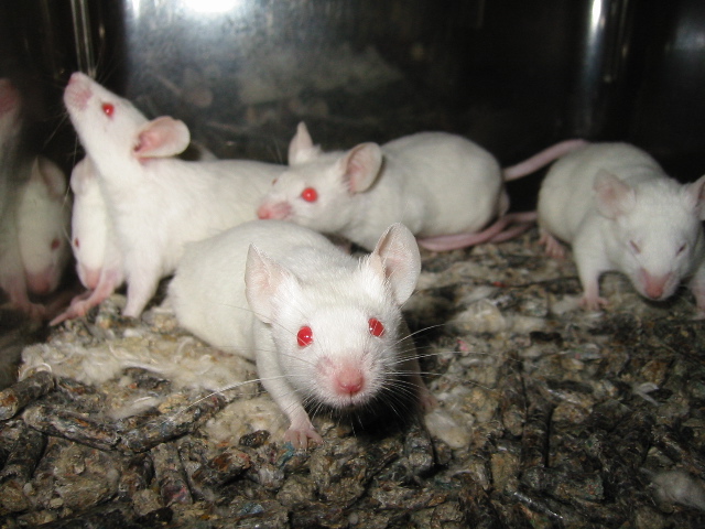 Ученые-вирусологи провели удачную вакцинацию мышей и макак от болезни MERS.
